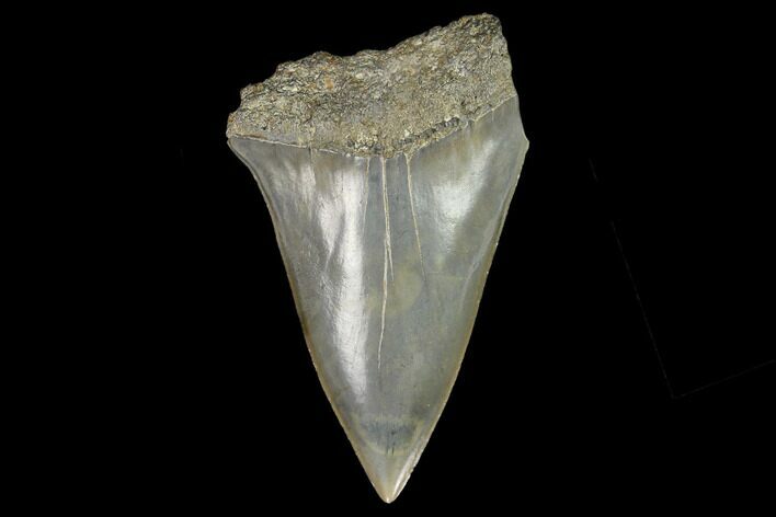 Fossil Mako Shark Tooth - South Carolina #128763